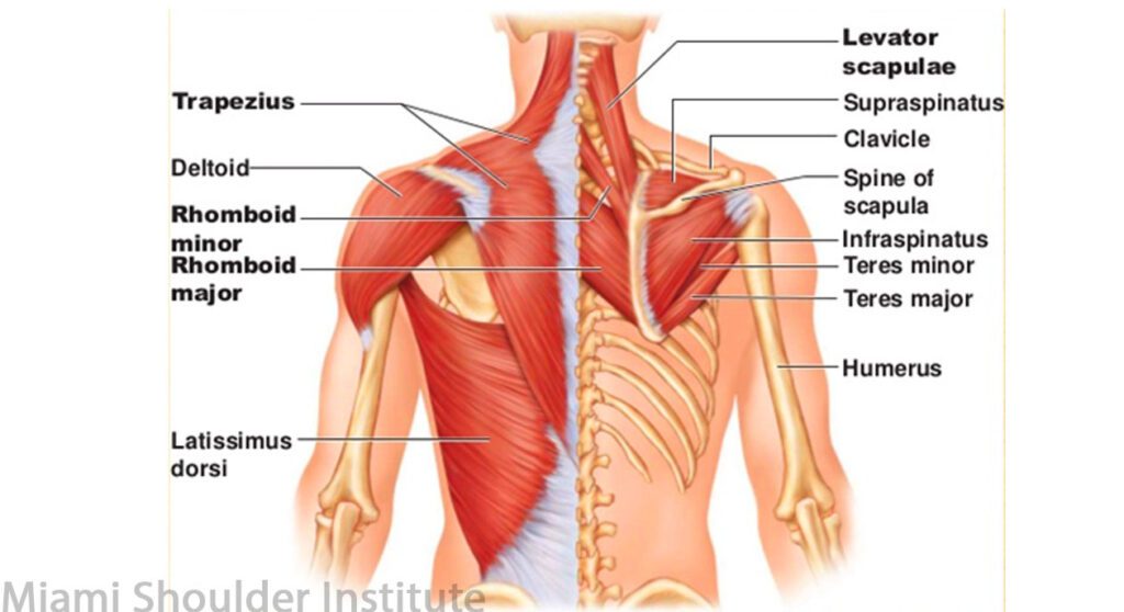 Muscles Injury