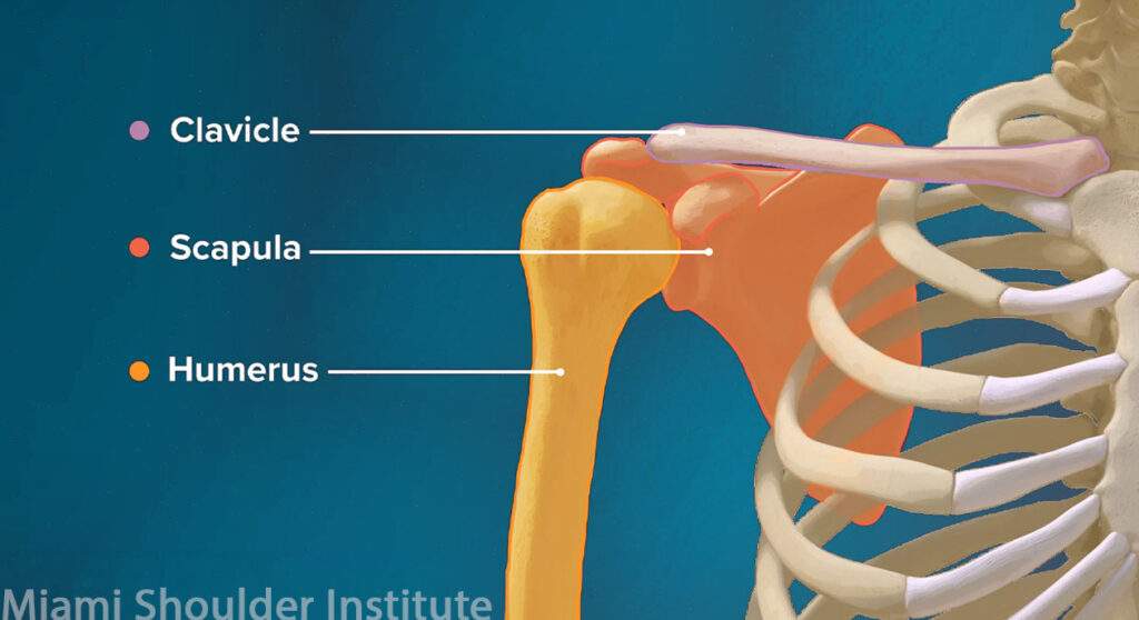 Graphic of Shoulder Bones