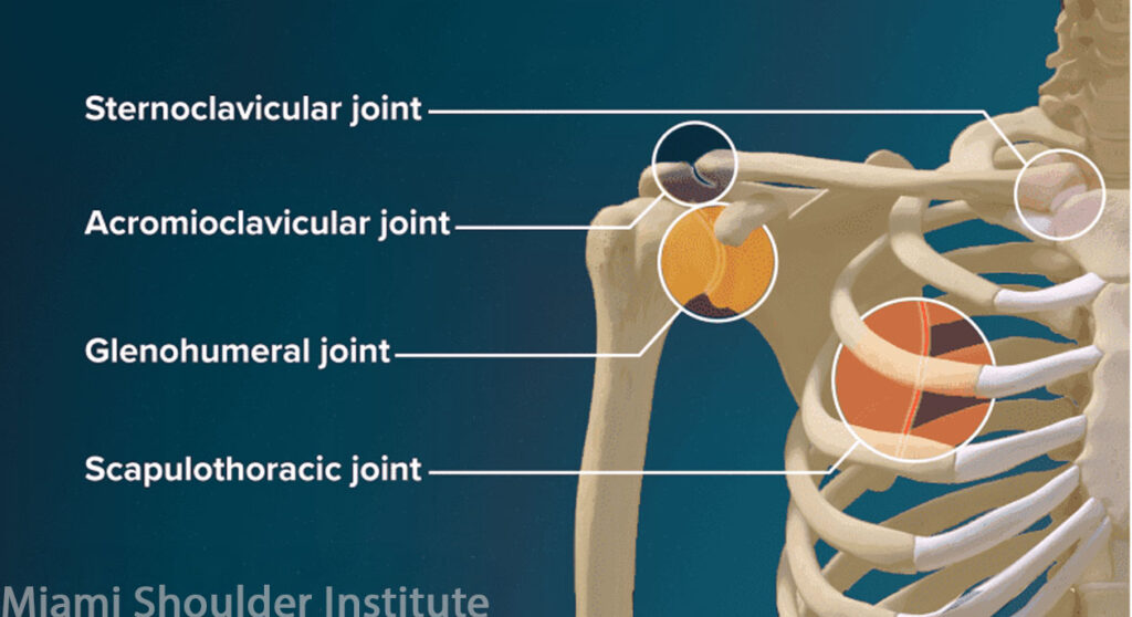 Graphic of Shoulder Joints
