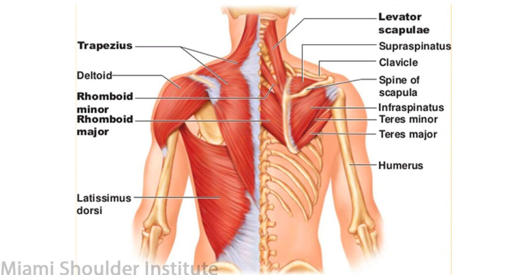 Anatomy drawing of shoulder muscles